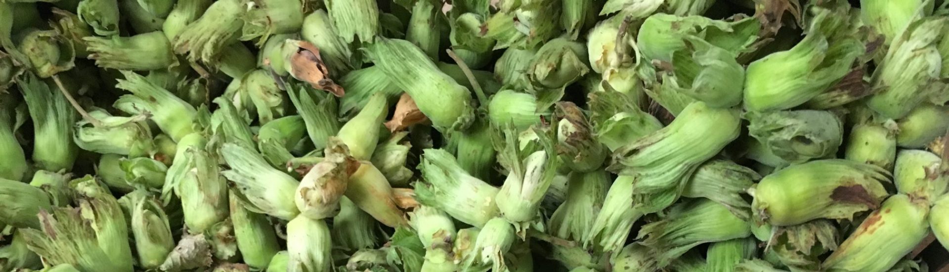 Green Cobnuts Available Now!