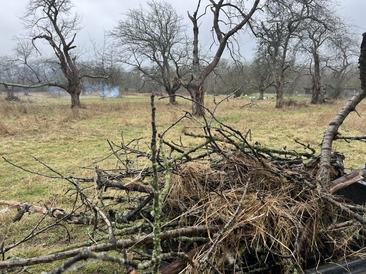 Tidying up the Cherry Orchard