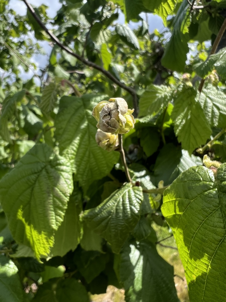 Cobnut buds in May