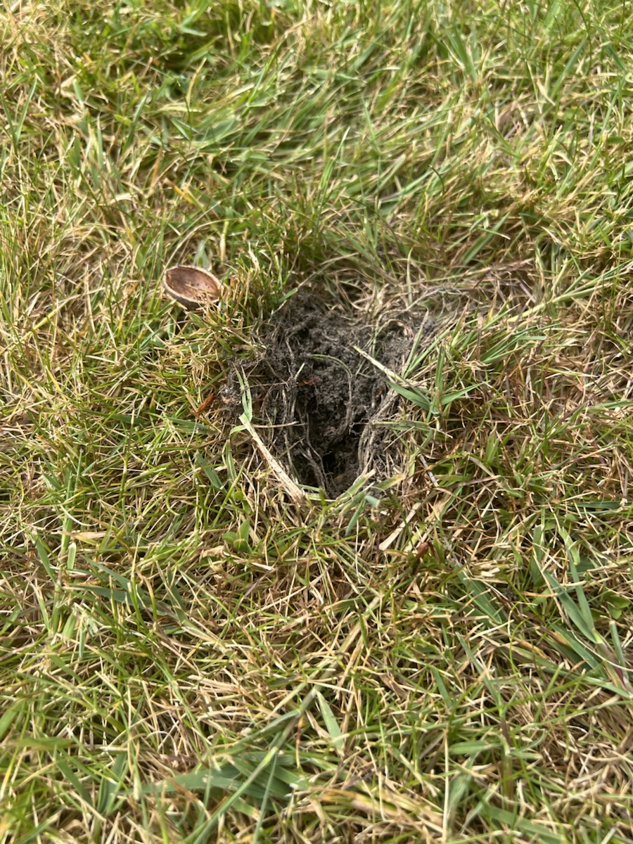 Squirrel treasure