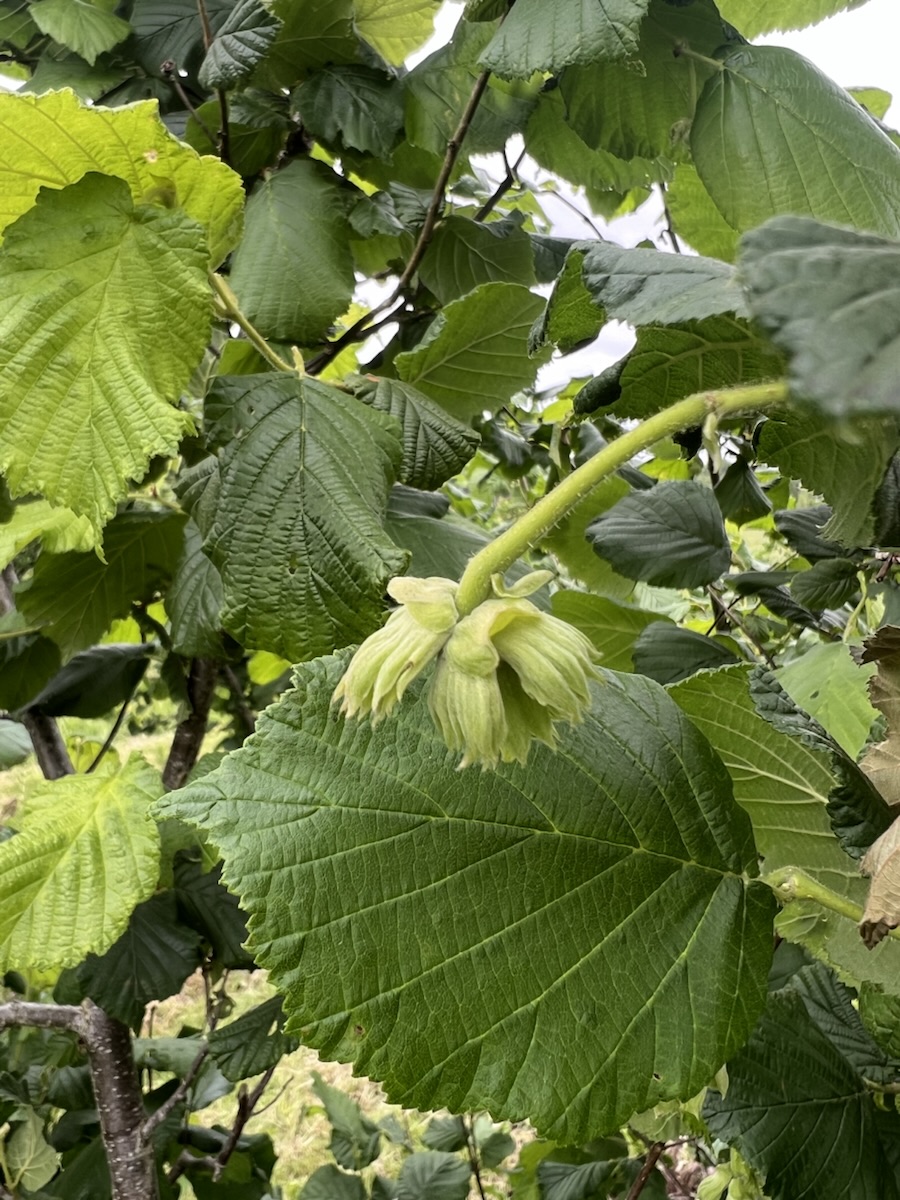 Little Cobnuts